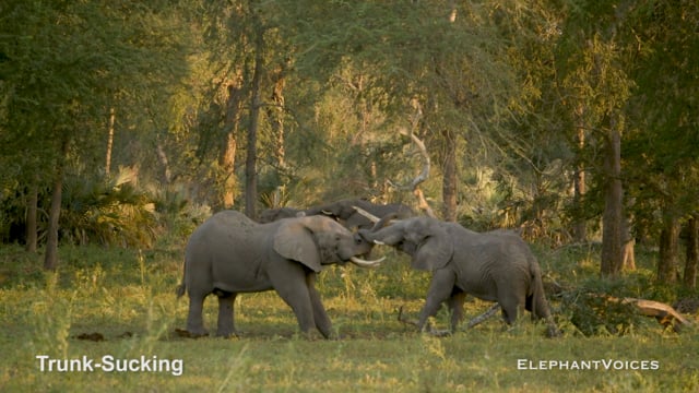 Trunk-Sucking. Context: Social Play (2)