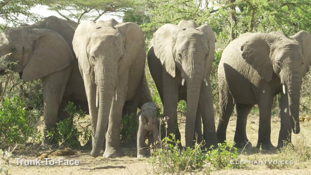 Trunk-to-Face. Context: Calf Reassurance & Protection (2)