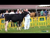 Terneras de 8 a 12 meses