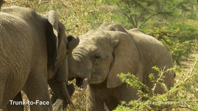 Trunk-to-Face. Context: Affiliative (2)