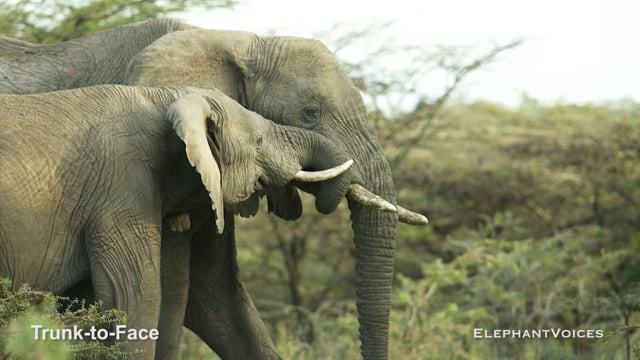 Trunk-to-Face. Context: Affiliative (3)