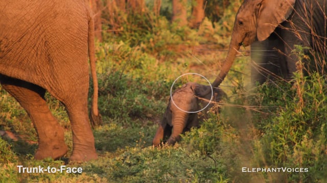 Trunk-to-Face. Context: Calf Reassurance & Protection (1)