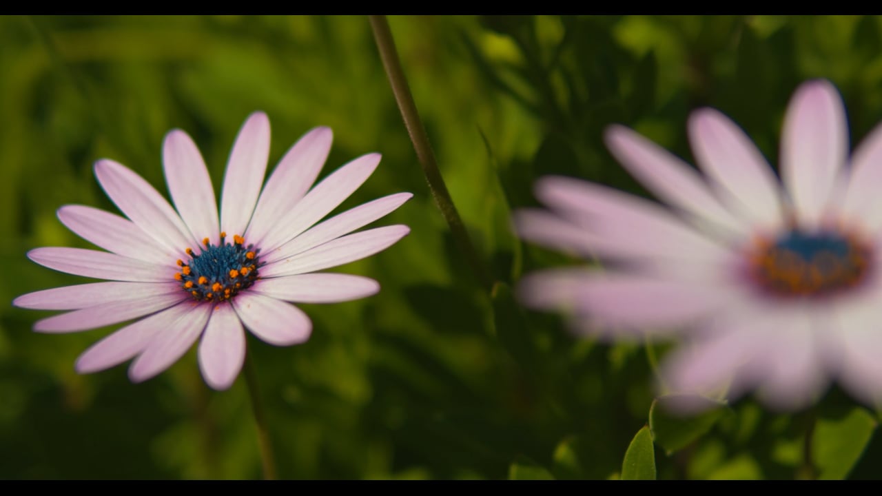 The tiny flowers