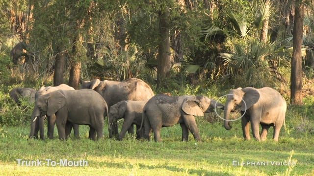 Trunk-to-Mouth. Context: Affiliative (2)