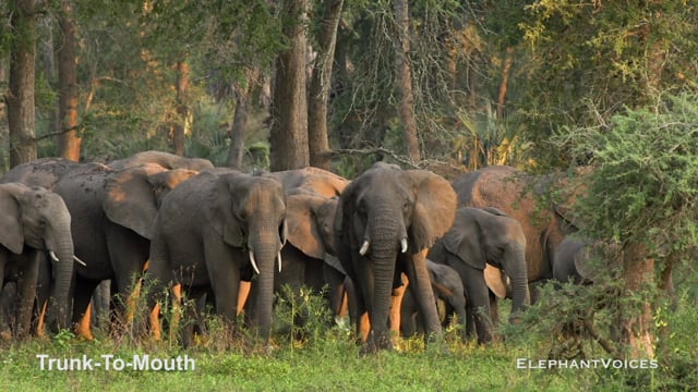 Trunk-to-Mouth. Context: Affiliative (6)