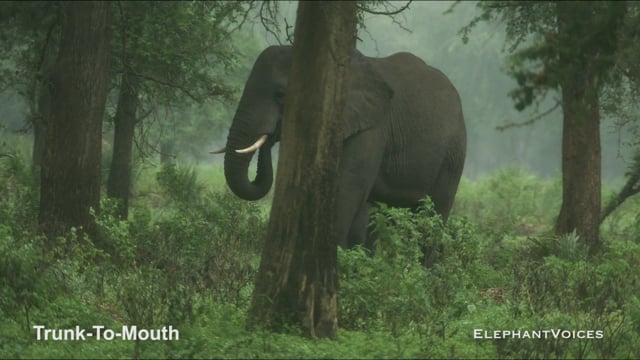 Trunk-to-Mouth. Context: Affiliative (8)