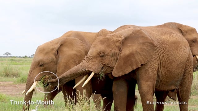 Trunk-to-Mouth. Context: Affiliative (10)