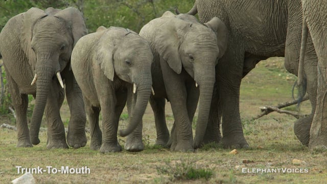 Trunk-to-Mouth. Context: Affiliative (11)