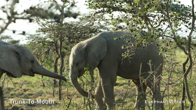 Trunk-to-Mouth. Context: Affiliative (12)