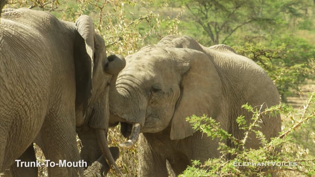 Trunk-to-Mouth. Context: Affiliative (14)