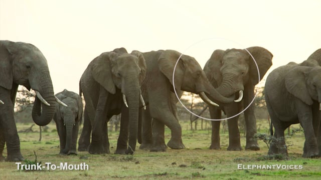 Trunk-to-Mouth. Context: Affiliative (15)