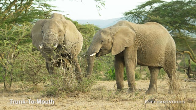 Trunk-to-Mouth. Context: Affiliative (16)