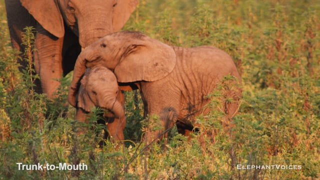 Trunk-to-Mouth. Context: Calf Reassurance & Protection (1)
