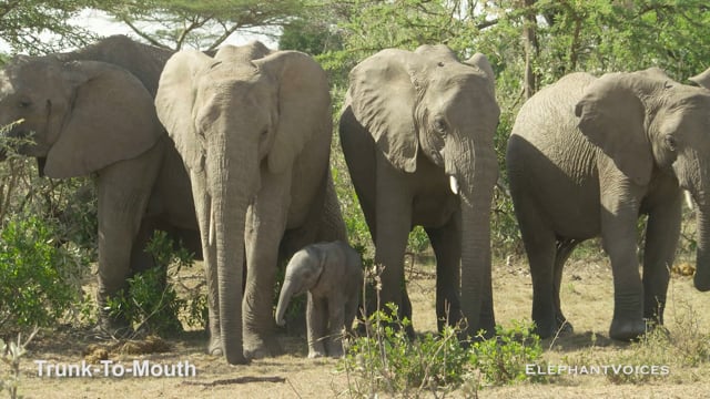 Trunk-to-Mouth. Context: Calf Reassurance & Protection (5)