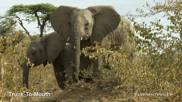 Trunk-to-Mouth. Context: Calf Reassurance & Protection (8)