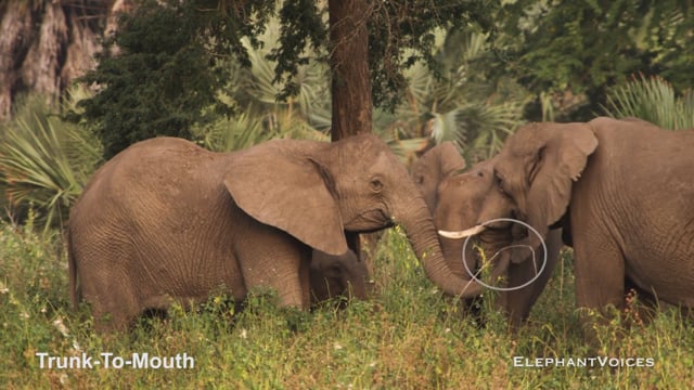 Trunk-to-Mouth. Context: Affiliative (3)