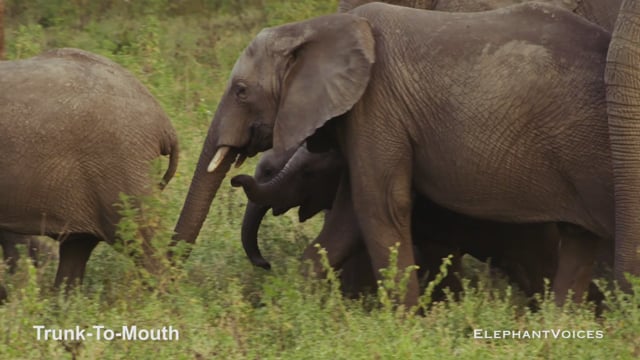 Trunk-to-Mouth. Context: Affiliative (4)