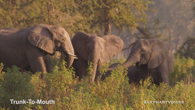 Trunk-to-Mouth. Context: Affiliative (5)
