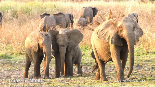 Trunk-to-Mouth. Context: Affiliative (7)