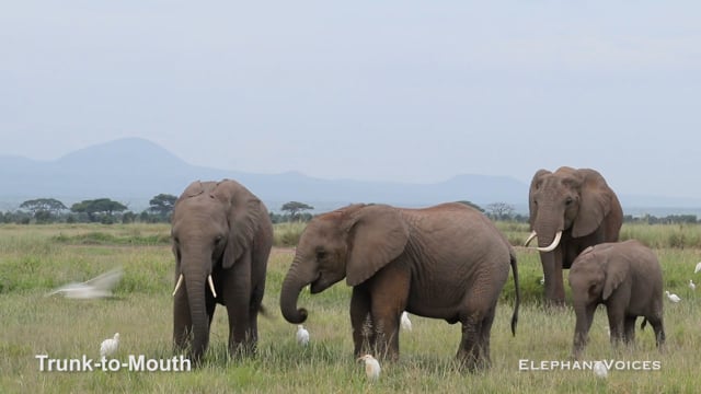 Trunk-to-Mouth. Context: Affiliative (9)