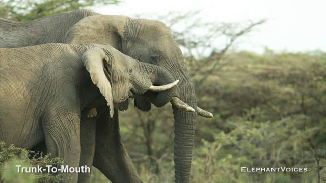 Trunk-to-Mouth. Context: Affiliative (13)