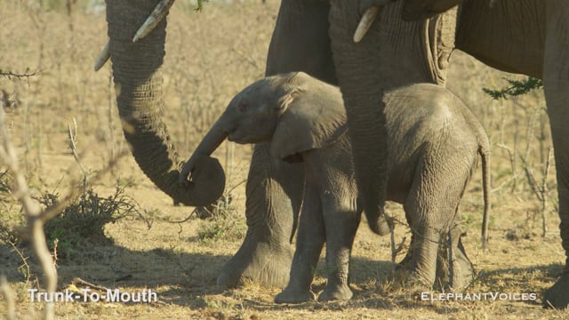 Trunk-to-Mouth. Context: Calf Reassurance & Protection (2)