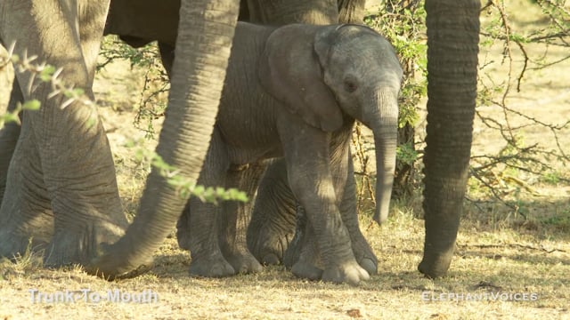 Trunk-to-Mouth. Context: Calf Reassurance & Protection (3)