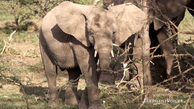 Trunk-to-Mouth. Context: Calf Reassurance & Protection (4)