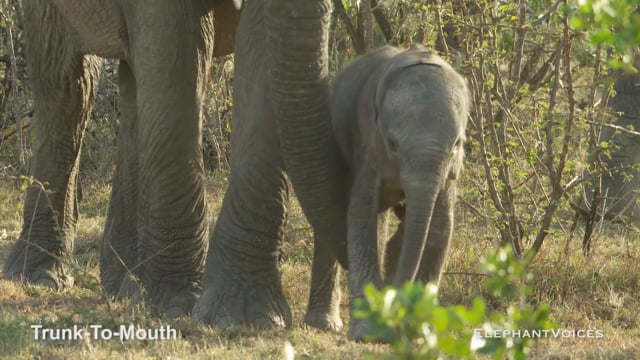 Trunk-to-Mouth. Context: Calf Reassurance & Protection (6)