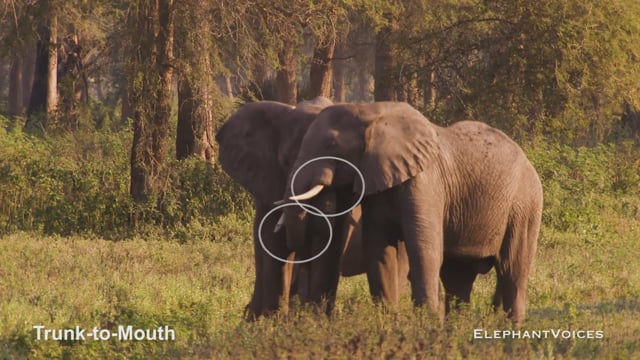Trunk-to-Mouth. Context: Social Play (1)