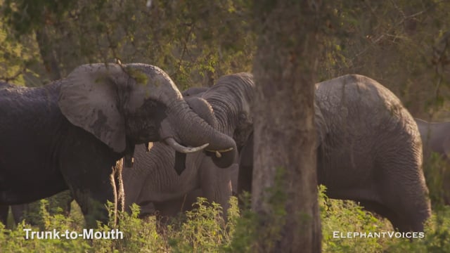 Trunk-to-Mouth. Context: Social Play (2)