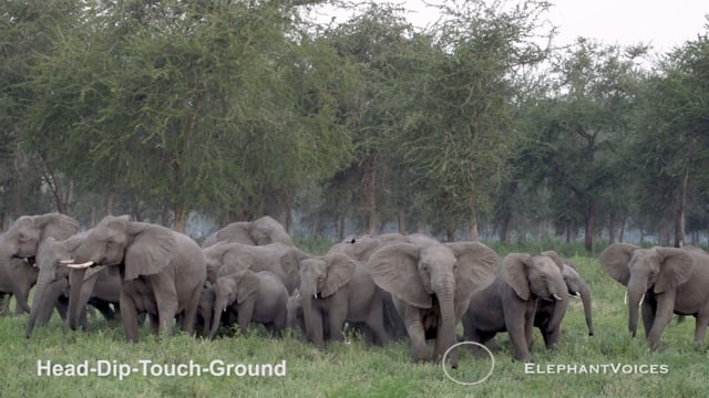 Head-Dip-Touch-Ground. Context: Conflict & Confrontation (3)