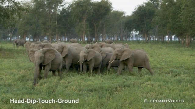 Head-Dip-Touch-Ground. Context: Conflict & Confrontation (2)