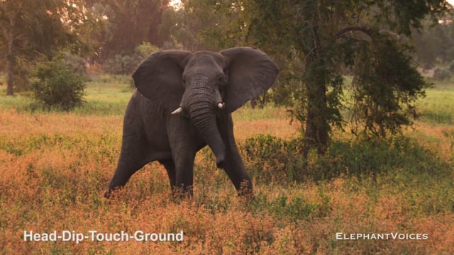 Head-Dip-Touch-Ground. Context: Conflict & Confrontation (4)