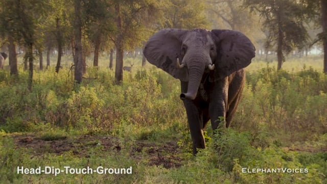 Head-Dip-Touch-Ground. Context: Conflict & Confrontation (5)