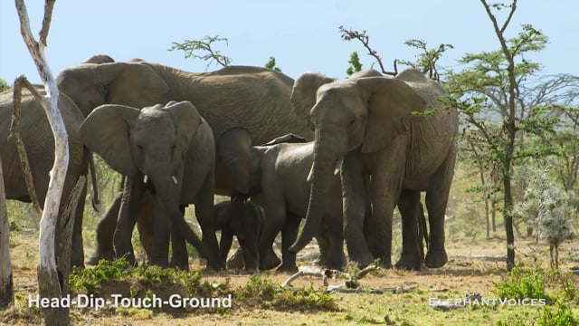 Head-Dip-Touch-Ground. Context: Conflict & Confrontation (7)