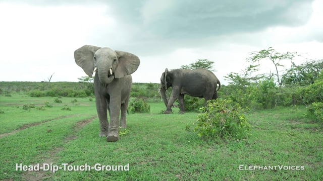 Head-Dip-Touch-Ground. Context: Social Play (1)