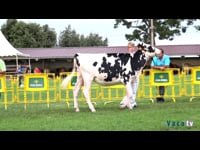 Novillas de 16 a 21 meses