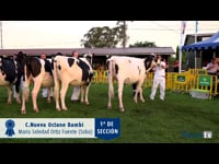 Novillas de 21 a 26 meses