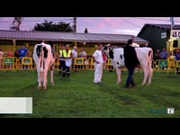 Gran final de terneras y novillas