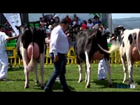 Vacas hasta 30 meses