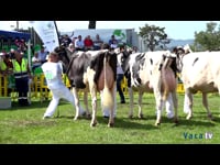 Vacas de 30 a 36 meses