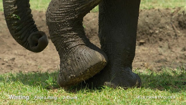 Waiting. Context: Calf Reassurance & Protection (2)