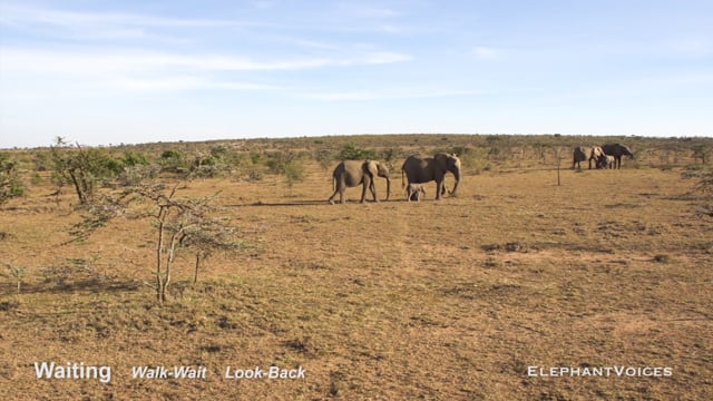 Waiting. Context: Calf Reassurance & Protection (3)