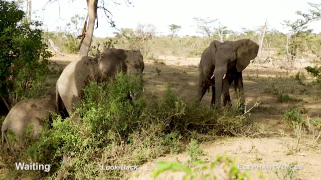 Waiting. Context: Calf Reassurance & Protection (6)