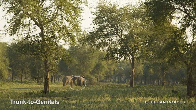 Trunk-to-Genitals. Context: Social Play (1)