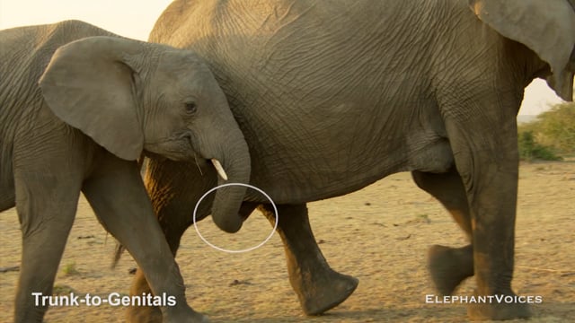Trunk-to-Genitals. Context: Calf Nourishment & Weaning (3)