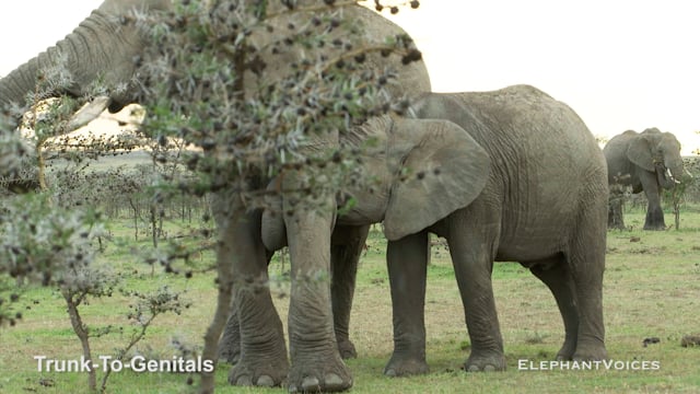 Trunk-to-Genitals. Context: Calf Nourishment & Weaning (1)
