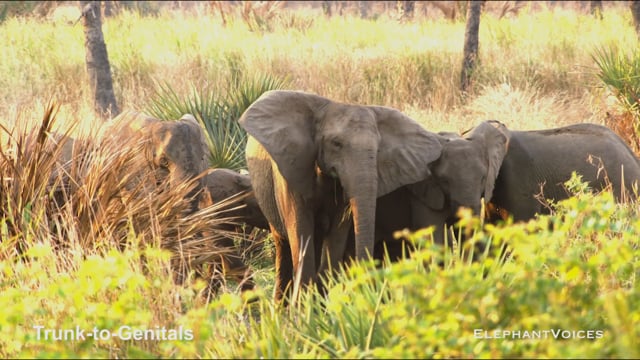 Trunk-to-Genitals. Context: Affiliative (1)