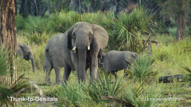 Trunk-to-Genitals. Context: Affiliative (2)